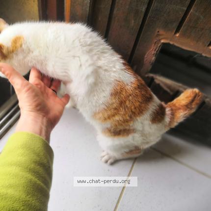 Photo 3/4 Found cat Found in St agnan