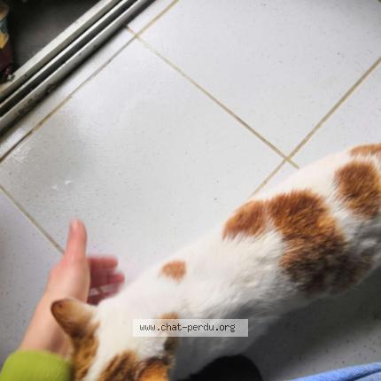 Photo 4/4 Found cat Found in St agnan