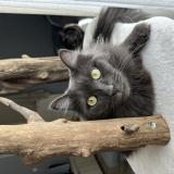 Picture of cat lost at Romagnat