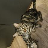 Picture of cat lost at La Roche De Rame