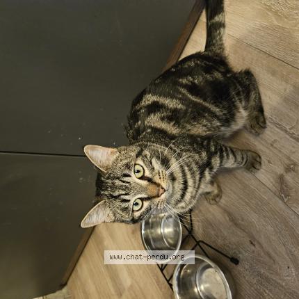 Photo 1/1 Atlas Chat lost in La roche de rame