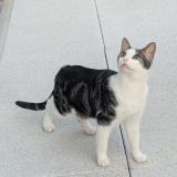 Picture of cat lost at St Lambert La Potherie