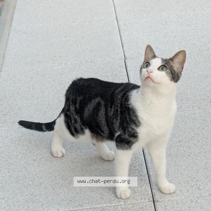 Photo 1/1 Philbert Chat lost in St lambert la potherie