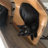 Picture of cat lost at Caumont Sur Durance