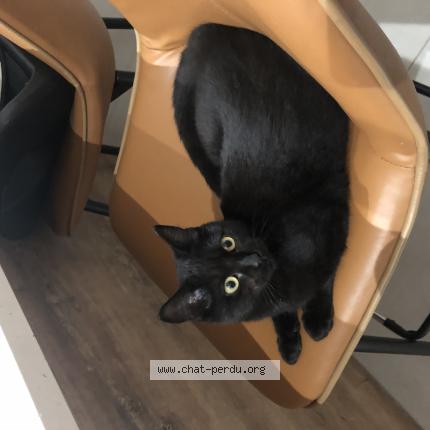 Photo 1/1 Akira Chat lost in Caumont sur durance