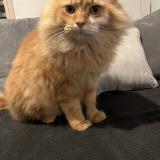 Picture of cat found at Saint Germain Sur Ay