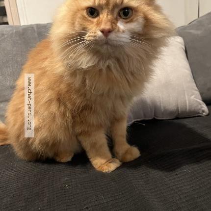 Photo 1/1 Found cat Found in Saint germain sur ay