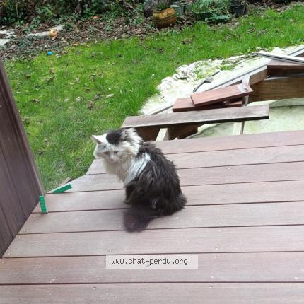 Photo 1/1 Found cat Found in Vern sur seiche