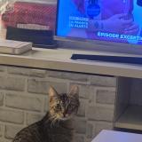 Picture of cat lost at Argenteuil