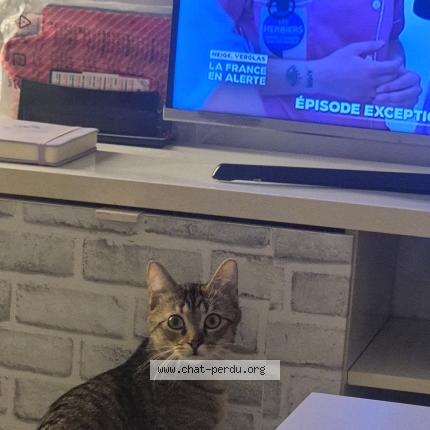 Photo 1/1 Salem Chat lost in Argenteuil