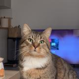 Picture of cat lost at Villeneuve Saint Denis