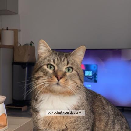 Photo 1/1 Krimo Chat lost in Villeneuve saint denis