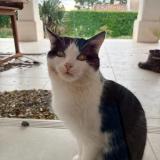 Picture of cat found at Sauzet