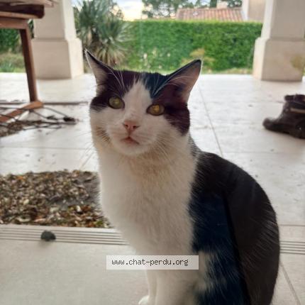 Photo 1/1 Found cat Found in Sauzet