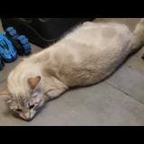 Picture of cat lost at Chateaubourg