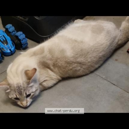 Photo 1/1 &Eacute;clair Chat lost in Chateaubourg