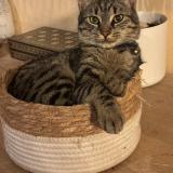 Picture of cat lost at Nieul Le Dolent