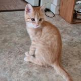 Picture of cat lost at Thonon Les Bains