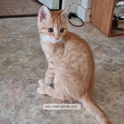 Photo 1/1 Mousse ou Minouche Chat lost in Thonon les bains