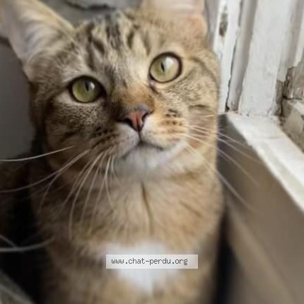 Photo 1/1 Danny Chat lost in Choisy le roi