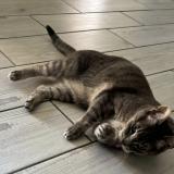 Picture of cat lost at Wattrelos