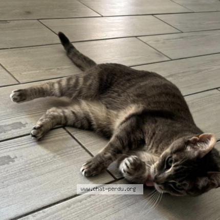 Photo 1/1 Gandhy Chat lost in Wattrelos