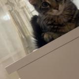 Picture of cat lost at Villefranche Sur Saone