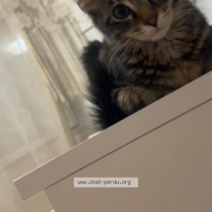 Photo 1/1 Mickey Chat lost in Villefranche sur saone