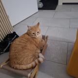 Picture of cat lost at Thiais