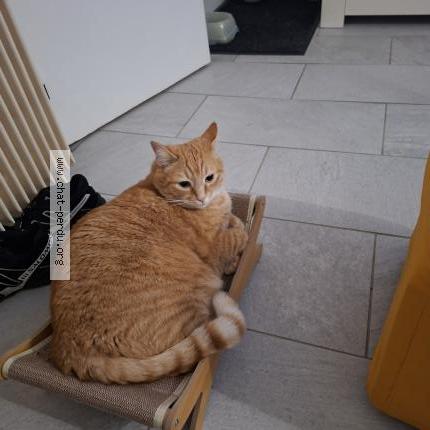 Photo 1/1 Ice tea Chat lost in Thiais