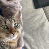 Picture of cat lost at Langogne