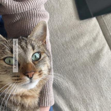 Photo 1/1 Ruben Chat lost in Langogne