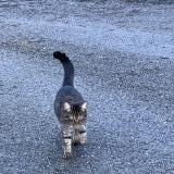 Picture of cat found at Ploudaniel