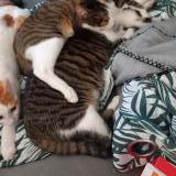 Picture of cat lost at Saint Pee Sur Nivelle