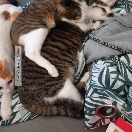 Photo 1/1 Gino Chat lost in Saint pee sur nivelle