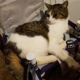 Picture of cat lost at Ploemeur