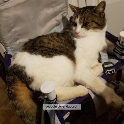 Photo 1/1 Maela Quenea Chat lost in Ploemeur