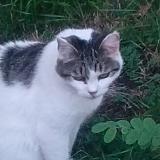 Picture of cat lost at Saint Geniez D Olt Et D Aubrac