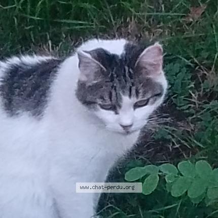 Photo 1/1 Cat reunited Lost in Saint geniez d olt et d aubrac