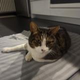 Picture of cat found at Geneve