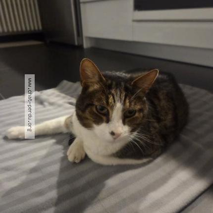 Photo 1/1 Found cat Found in Geneve