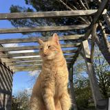 Picture of cat lost at Nort Sur Erdre