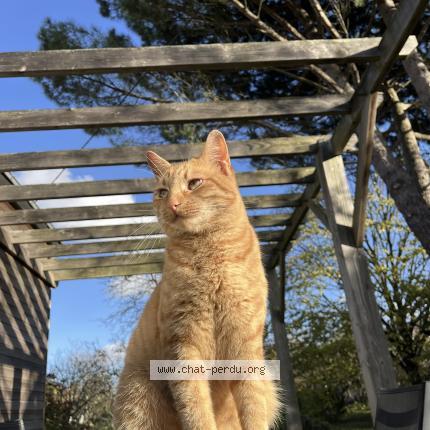 Photo 1/1 Finn Chat lost in Nort sur erdre