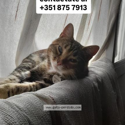 Photo 1/1 Padme Chat lost in Cordoba capital