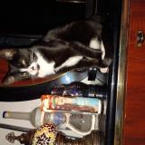 Picture of cat lost at Denver