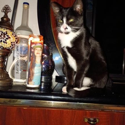 Photo 1/1 Bynx Cat lost in Denver