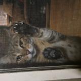 Picture of cat lost at Pasadena