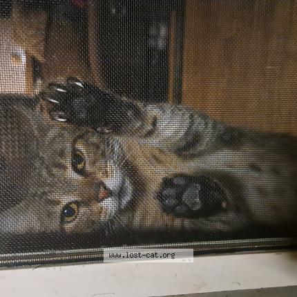 Photo 1/1 Sasha Chat lost in Pasadena