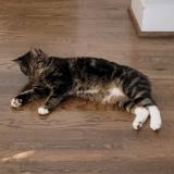 Picture of cat lost at Montevallo