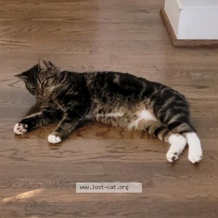 Photo 1/1 Bella Chat lost in Montevallo